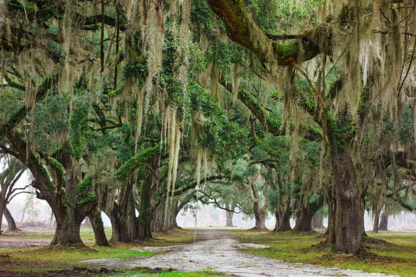 Live oak avenue draped in Spanish moss in the Lowcountry